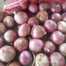 Calidad estándar de la exportación de la cebolla roja fresca los 5-7cm